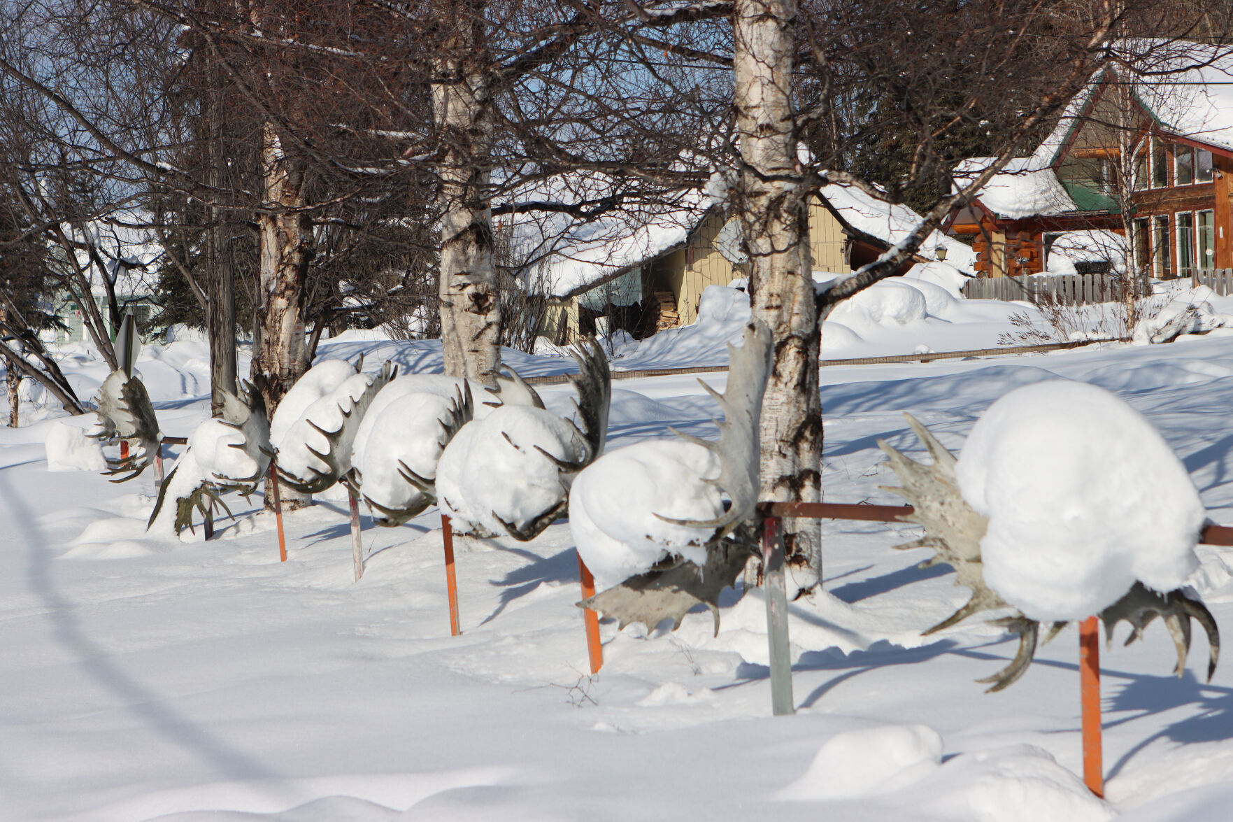 Iditarod McGrath